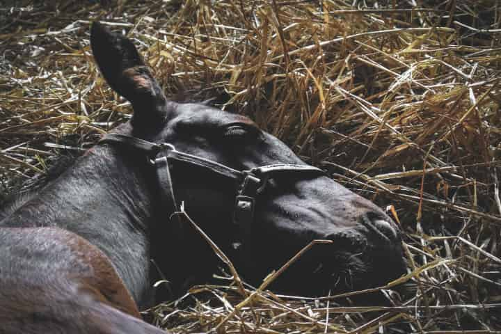 競馬