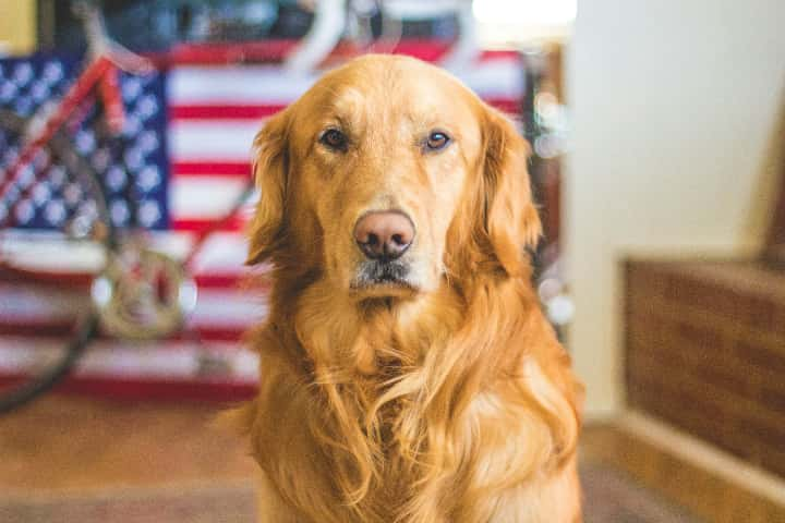 犬夜叉のテレビ版が放送終了になってしまった意外な事実とはなにか