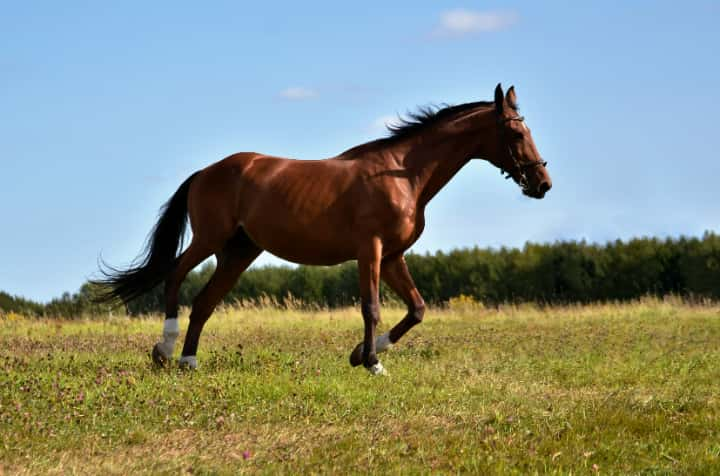 アメリカが発祥による競馬のクラシック三冠