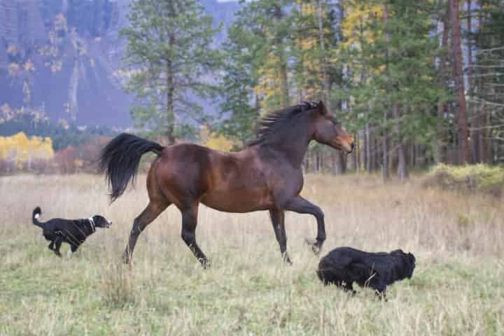 競走馬