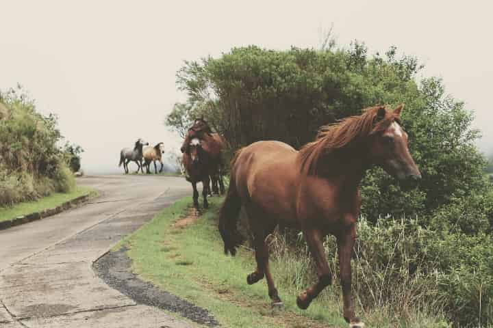 競馬の着順を当てる楽しみ方は複数あるので色々と予想ができるのです