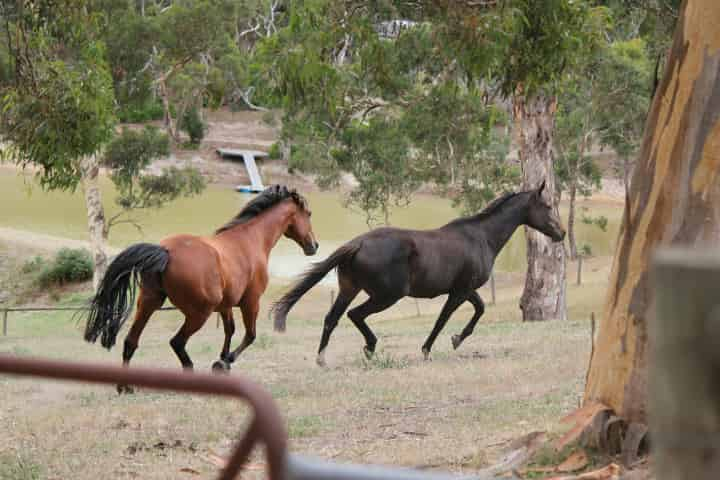 競馬