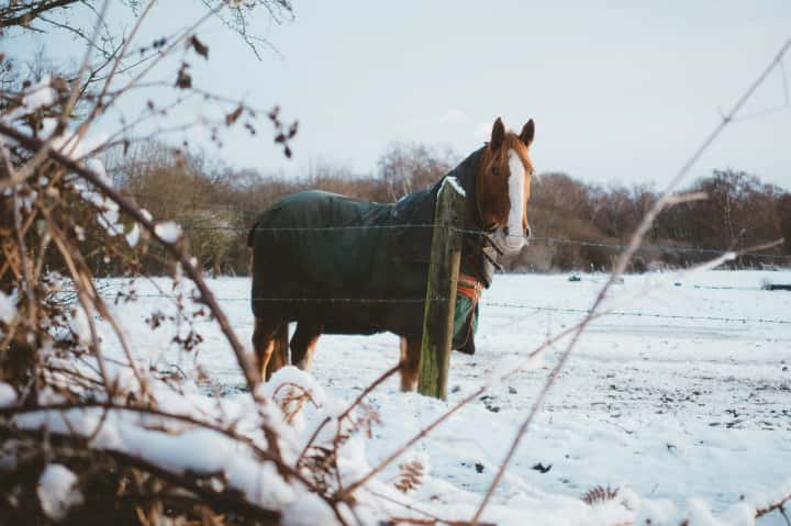 競馬