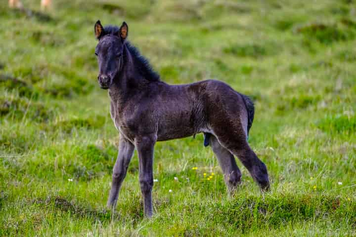 なぜ世界ではなかなか勝てない？日本の競馬が世界で勝つ難しさについて