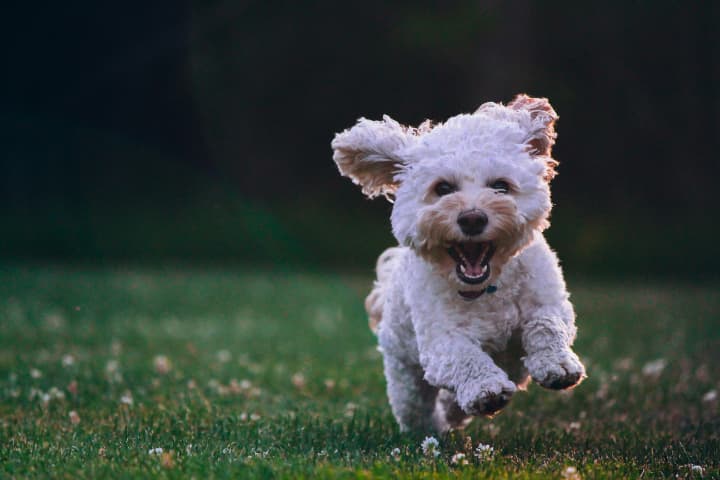 犬夜叉について作品の見どころなどをご紹介させていただきます。