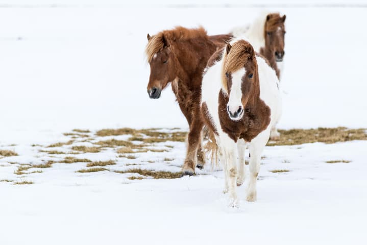 競馬で使われているサラブレッドは、実は〇頭の馬から始まっていた？