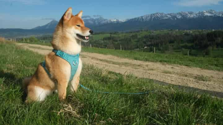 柴犬コインとは？ドージコインとの違いについても解説