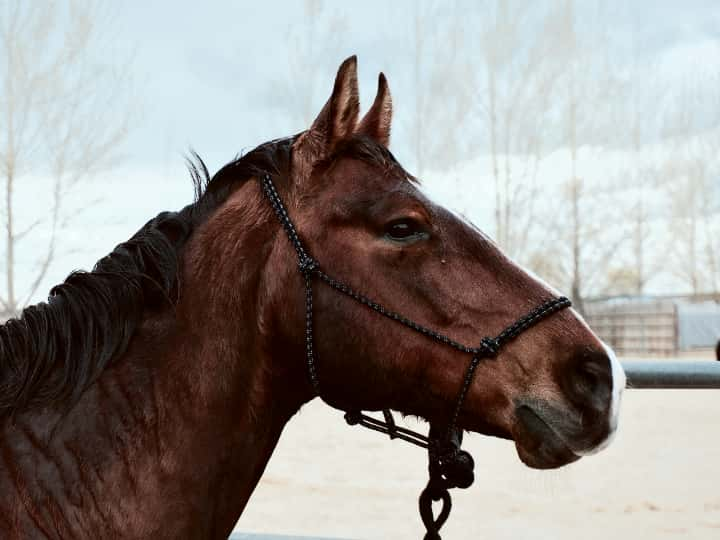 競馬の予想をする際には馬場のコンディションをチェック！見るべきポイントとは？