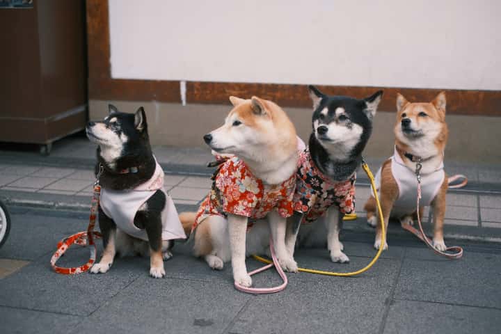 ドージキラーの柴犬コイン(SHIB)とは?
