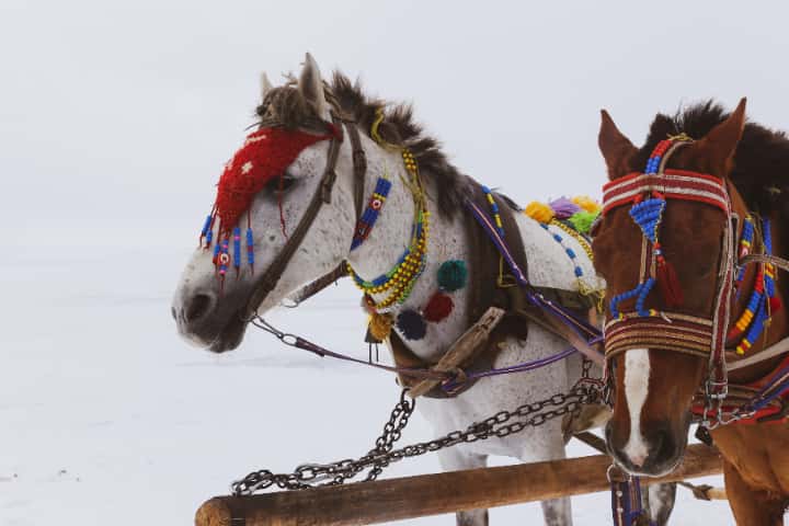 競馬を楽しむなら中央競馬と地方競馬のそれぞれの特徴を知っておこう