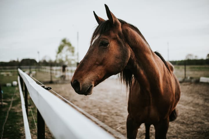 G1もある競馬の障害競走とは？