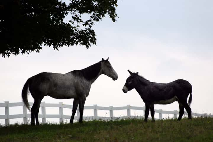 競馬ファンにとって忘れられない瞬間とは？多くの人の記憶に残る記録を紹介！