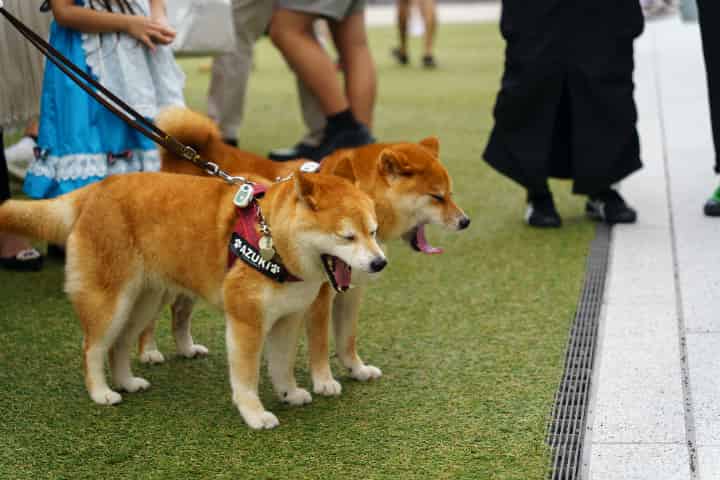 ShibaInu