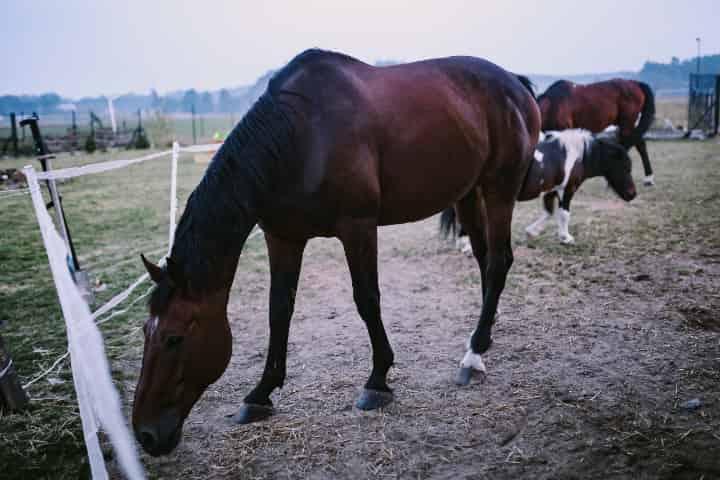 外国人騎手も日本競馬で騎乗できる短期騎手免許とは?