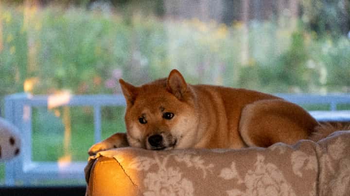 柴犬コインは遊び目的で購入していることもあるので長期間保有せずに短期間で売却を考える