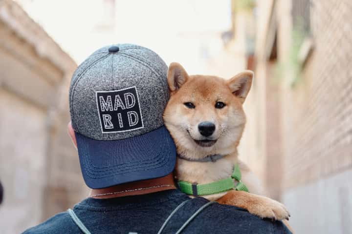 数ある仮想通貨の中から柴犬コインに投資する魅力と注意点とは何か