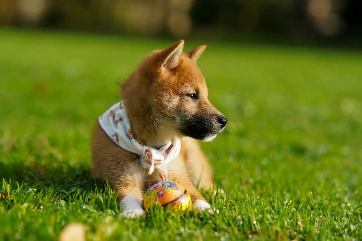 柴犬コインは価値上昇の期待はできる?値動きの特徴と今後の展望とは