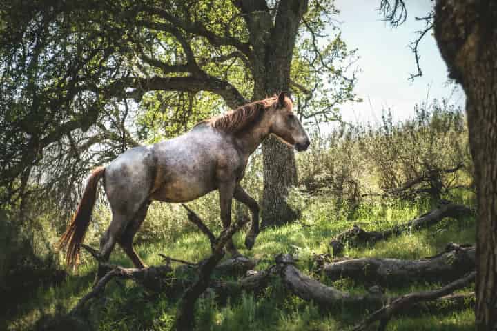 競馬