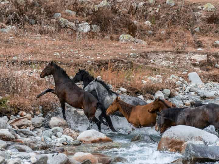 競馬
