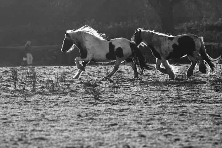 スマホで簡単に楽しめる!公営競技アプリで競輪・競馬・競艇をフル活用する方法
