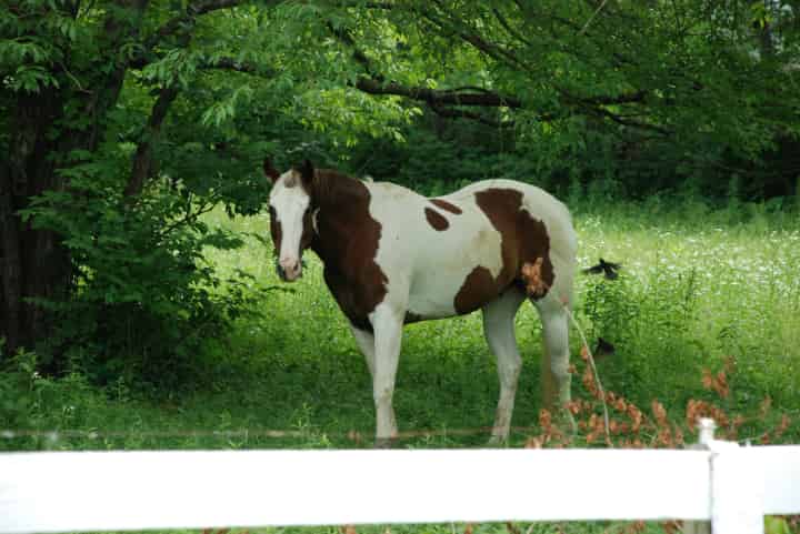 競馬界で時代と共に圧倒的強さを誇ってきた競走馬の魅力をわかりやすく解説