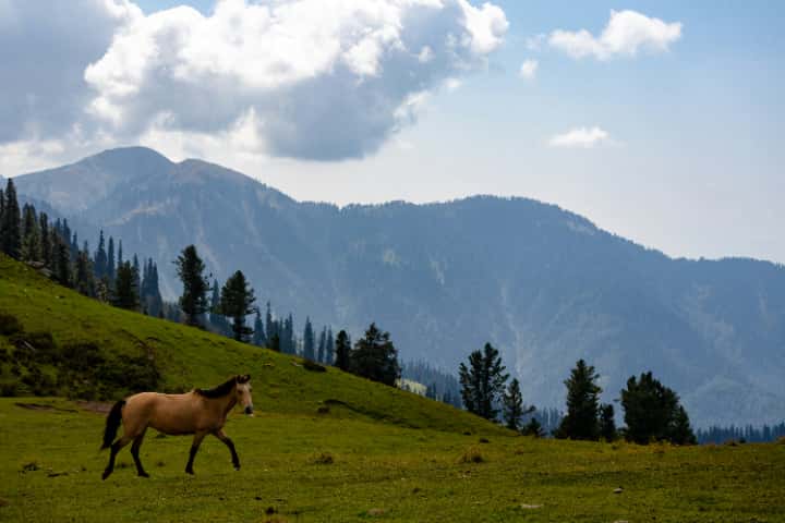 競走馬の誕生日は大体同じ？命名に関するルールなどのトリビアを紹介