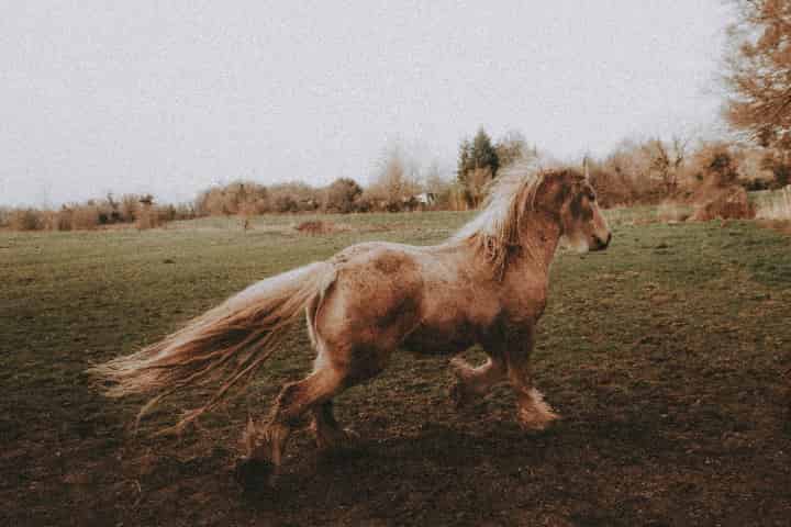競馬