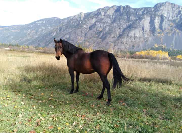 初めての人も分かりやすい競馬の楽しみ方と大勢のファンを魅了するわけ
