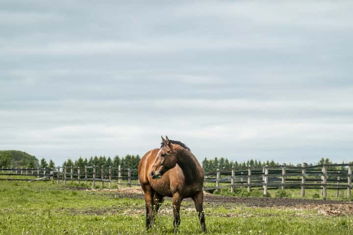 中央競馬