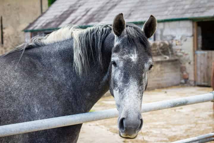 ともに人気が高まる地方競馬と中央競馬はどのような違いがあるのだろう