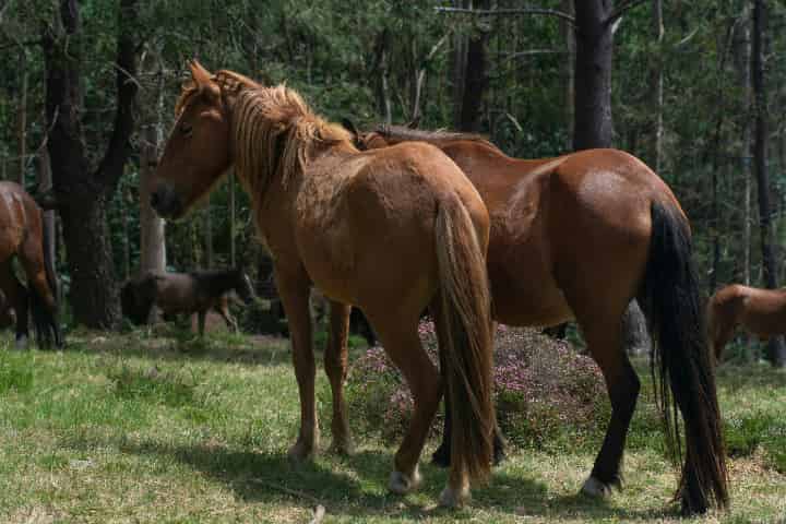 競馬というギャンブルが皆に愛される理由を丁寧にわかりやすく解説