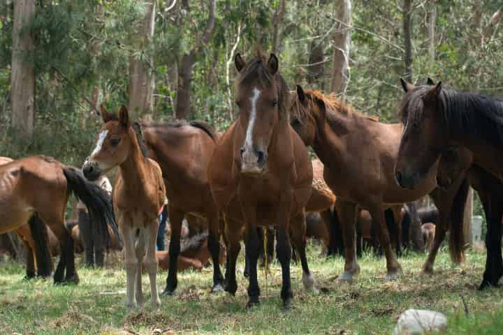 競馬
