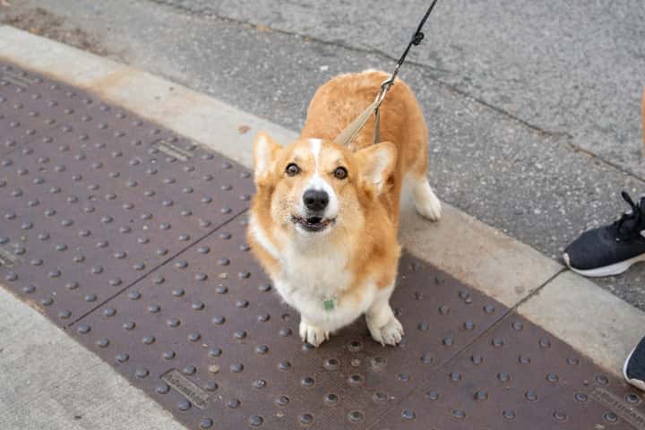 可愛くて手軽に始められる!柴犬コインが広げる仮想通貨の新しい世界