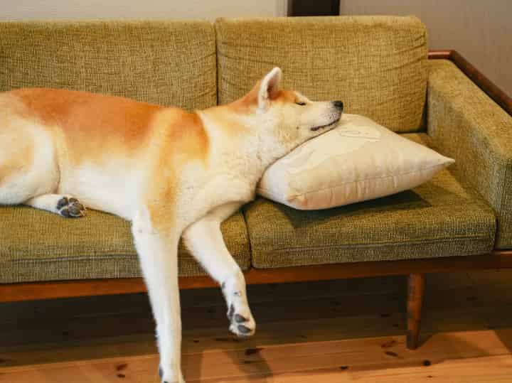 インターネット文化と仮想通貨の融合！ミームから生まれた柴犬コインの魅力とは