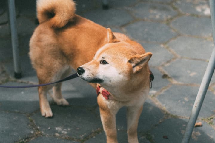 柴犬コインの仮想通貨としての価値が上がったのはイーロンマスクの一言