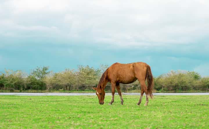 競馬